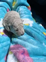 Snowball , a male Poodle - Toy  for sale in Norfolk, VA – 7 of 7