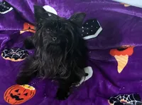 Midnight , a female Yorkshire Terrier for sale in Norfolk, VA – 5 of 8
