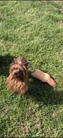 Pixie , a female Yorkshire Terrier for sale in Norfolk, VA – 4 of 4