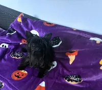 Midnight , a female Yorkshire Terrier for sale in Norfolk, VA – 2 of 8
