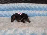 Pixie , a female Yorkshire Terrier for sale in Norfolk, VA – 6 of 9