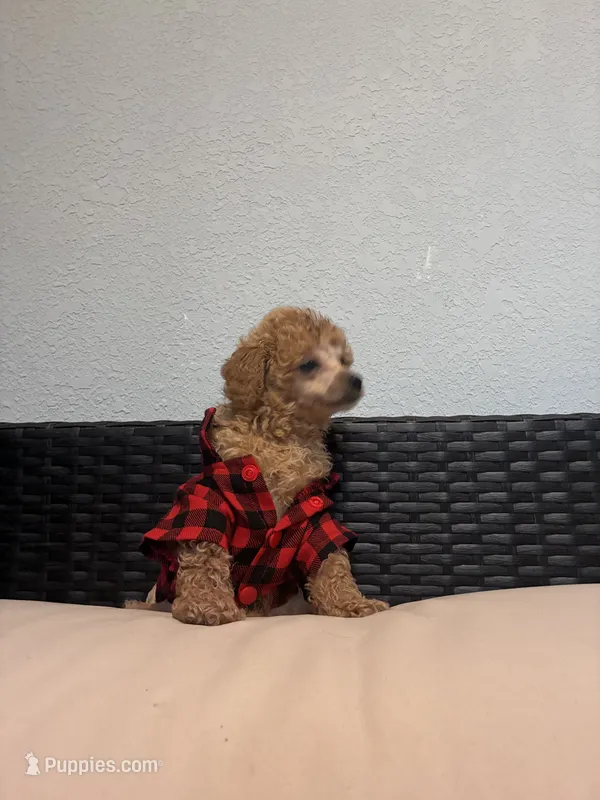 Cowboy  – Poodle - Toy  puppy for sale in Norfolk, VA