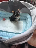Bebe , a female Yorkshire Terrier for sale in Norfolk, VA – 8 of 8