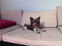 Meka, a female Yorkshire Terrier for sale in Norfolk, VA – 5 of 10