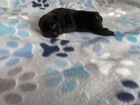 Beefy, a female French Bulldog for sale in Norfolk, VA – 5 of 10