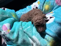 Hot Sauce , a male Poodle - Toy  for sale in Norfolk, VA – 2 of 6