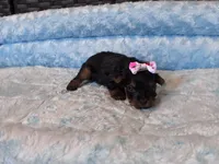 Pixie , a female Yorkshire Terrier for sale in Norfolk, VA – 3 of 9