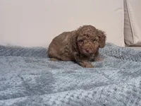 Hot Sauce, a male Poodle - Toy  for sale in Norfolk, VA – 7 of 7