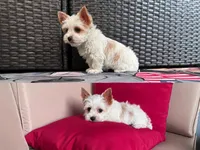Blondie, a female Yorkshire Terrier for sale in Norfolk, VA – 1 of 1
