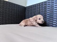 Baby doll, a female Poodle - Toy  for sale in Norfolk, VA – 5 of 6