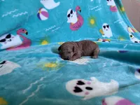 Rainbow , a female Poodle - Toy  for sale in Norfolk, VA – 5 of 5