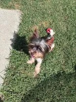 Meka, a female Yorkshire Terrier for sale in Norfolk, VA – 10 of 10