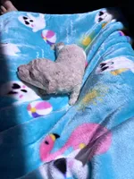 Snowball , a male Poodle - Toy  for sale in Norfolk, VA – 2 of 7
