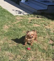 Rosie, a female Yorkshire Terrier for sale in Norfolk, VA – 3 of 7