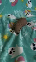 Rainbow , a female Poodle - Toy  for sale in Norfolk, VA – 2 of 5