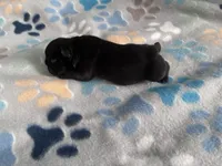Beefy, a female French Bulldog for sale in Norfolk, VA – 10 of 10