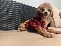 Cowboy , a male Poodle - Toy  for sale in Norfolk, VA – 7 of 8