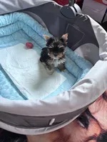 Bebe , a female Yorkshire Terrier for sale in Norfolk, VA – 5 of 8