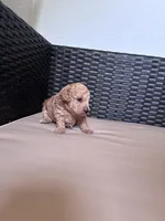 Baby doll, a female Poodle - Toy  for sale in Norfolk, VA – 4 of 6