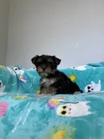 Annabelle , a female Yorkshire Terrier for sale in Norfolk, VA – 3 of 4