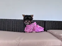 Bebe , a female Yorkshire Terrier for sale in Norfolk, VA – 7 of 8