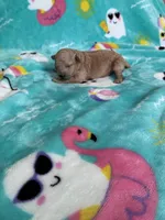 Baby bear , a male Poodle - Toy  for sale in Norfolk, VA – 7 of 7