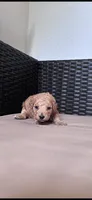 Baby doll, a female Poodle - Toy  for sale in Norfolk, VA – 3 of 6