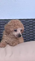 Chucky , a male Poodle - Toy  for sale in Norfolk, VA – 3 of 3