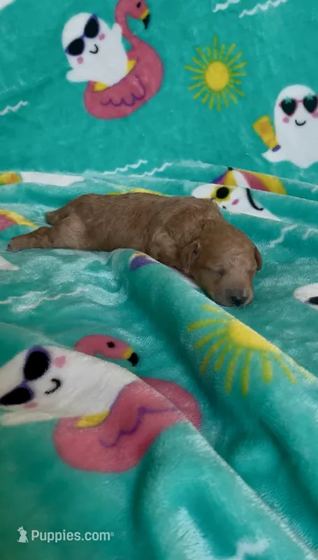 Rainbow  – Poodle - Toy  puppy for sale in Norfolk, VA