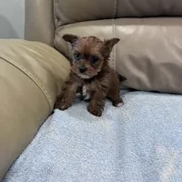 Prince , a male Yorkshire Terrier for sale in Norfolk, VA – Photo 3 of 3