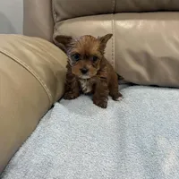 Prince , a male Yorkshire Terrier for sale in Norfolk, VA – Photo 2 of 3