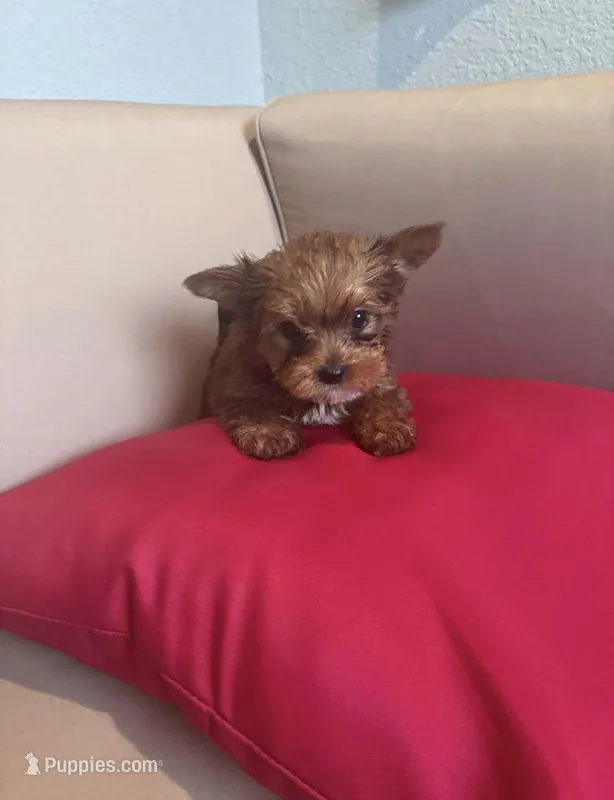 Prince , a male Yorkshire Terrier for sale in Norfolk, VA – Photo 1 of 3