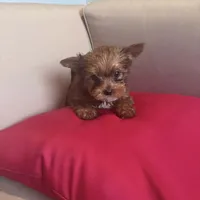 Prince , a male Yorkshire Terrier for sale in Norfolk, VA – Photo 1 of 3