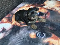 Pinky , a female Yorkshire Terrier for sale in Norfolk, VA – 5 of 8