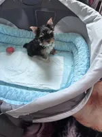 Anabelle, a female Yorkshire Terrier for sale in Norfolk, VA – 2 of 5