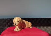 Red girl, a female Poodle - Toy  for sale in Norfolk, VA – 5 of 6