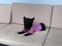 Beauty , a female Yorkshire Terrier for sale in Norfolk, VA – 5 of 10