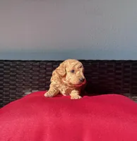 Red girl, a female Poodle - Toy  for sale in Norfolk, VA – 2 of 6
