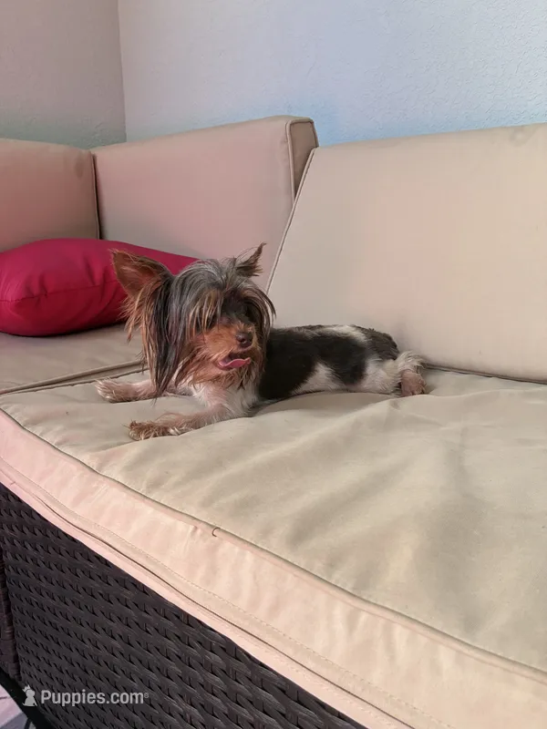 Meka – Yorkshire Terrier puppy for sale in Norfolk, VA