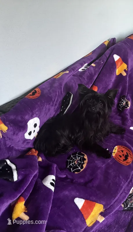 Midnight  – Yorkshire Terrier puppy for sale in Norfolk, VA