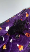Midnight , a female Yorkshire Terrier for sale in Norfolk, VA – 4 of 8