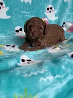Hot Sauce, a male Poodle - Toy  for sale in Norfolk, VA – 3 of 7