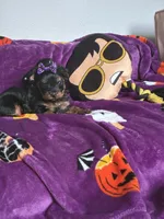 Beauty , a female Yorkshire Terrier for sale in Norfolk, VA – 5 of 8