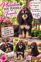 Lola, a female Poodle - Toy  for sale in Norfolk, VA – 2 of 2