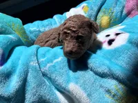 Hot Sauce , a male Poodle - Toy  for sale in Norfolk, VA – 5 of 6