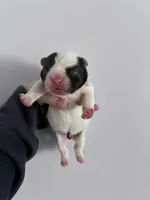 Lovely , a female French Bulldog for sale in Norfolk, VA – Photo 6 of 9