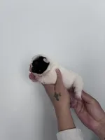 Lovely , a female French Bulldog for sale in Norfolk, VA – Photo 9 of 9