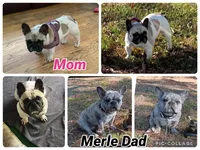 Lovely , a female French Bulldog for sale in Norfolk, VA – Photo 5 of 9