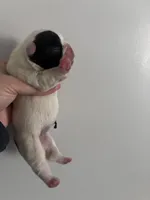 Lovely , a female French Bulldog for sale in Norfolk, VA – Photo 2 of 9