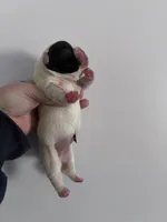 Lovely , a female French Bulldog for sale in Norfolk, VA – Photo 4 of 9